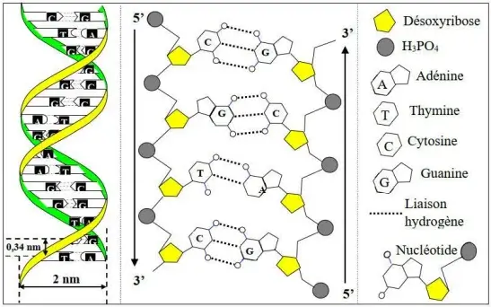 Nature de l’information génétique